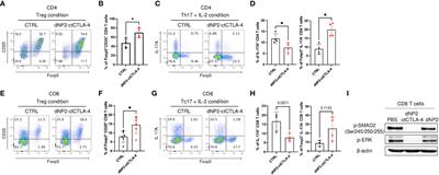 Alleviating psoriatic skin inflammation through augmentation of Treg cells via CTLA-4 signaling peptide